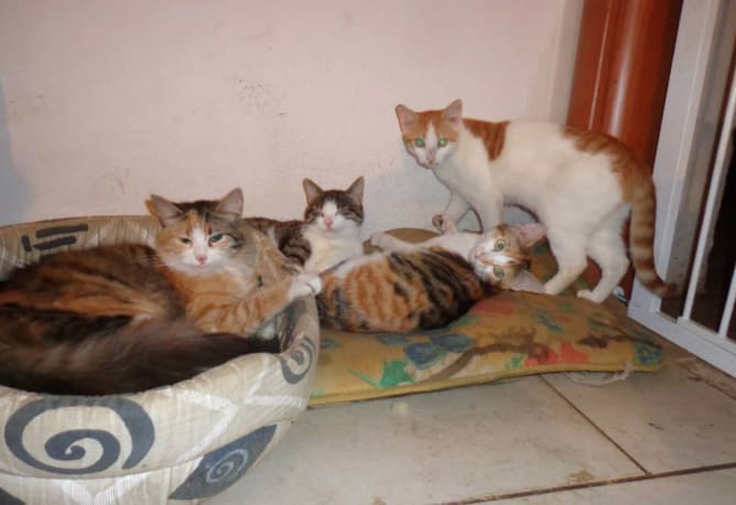 Katzen der Tierhilfe Tirana