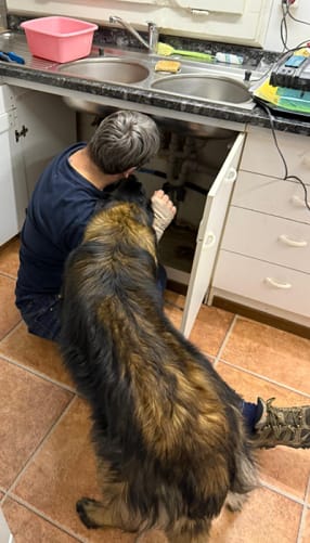 Einbau mit hundischer Unterstützung