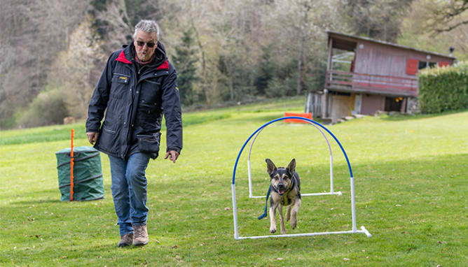 Hoopers/Agility Training