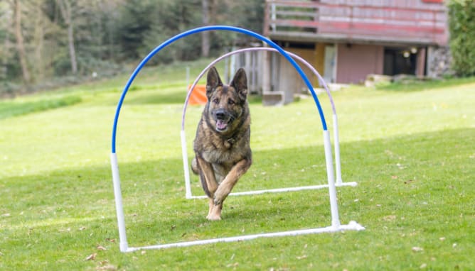Hoopers/Agility Training
