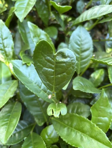 Thank you dear tea plants 💚