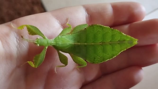 75 % für Elins Insektenbuch