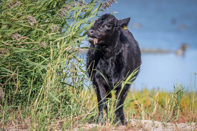 Auf Wilden Weiden sollen robuste Nutztierrassen wie Galloway-Rinder zum Einsatz kommen (Foto: J. Senn).