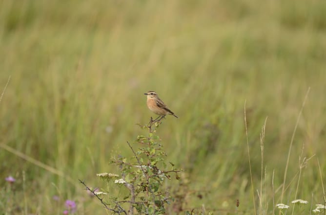 Braunkehlchen nutzen die Strukturen auf Wilden Weiden gerne als Sitzwarten (Foto: S. Lehnert).