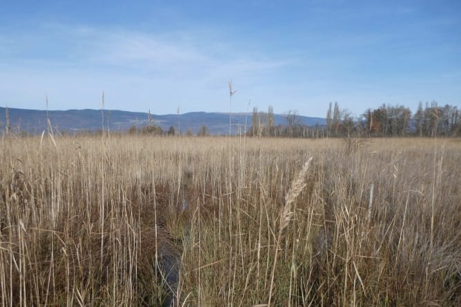 Wasserbüffel und andere robuste Weidetiere können monotone Schilfflächen in vielfältige Feuchtlebensräume verwandeln. Darum planen wir, mindestens eines unserer Pilotprojekte in einem Feuchtgebiet umzusetzen (Foto: T. Hertach).