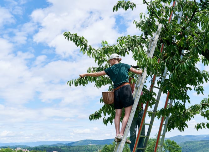 Freiwillige beim Kirschen ernten