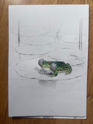 Grenouille rieuse