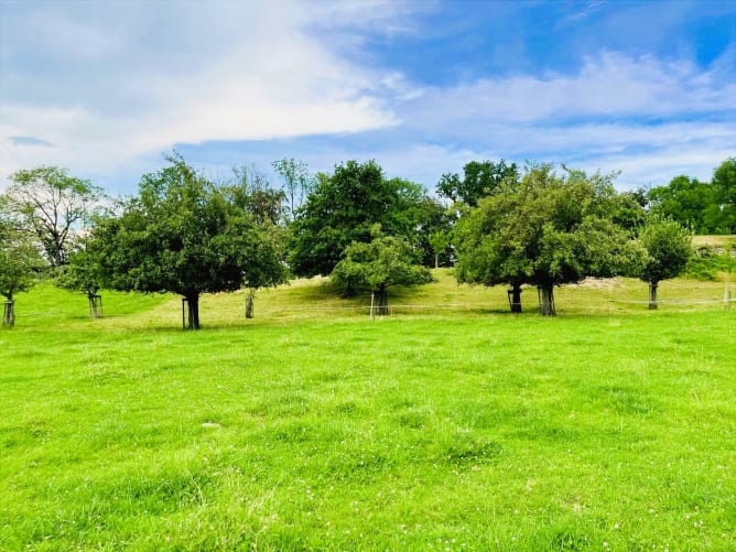 Lebendige Schattenspender: Unsere 80 Hochstamm-Mostbäume – vorwiegend Äpfel und Birnen – prägen nicht nur die malerische Weidelandschaft. An heissen Sommertagen bieten sie unseren Tieren eine Oase der Kühlung und dringend benötigten Schatten.