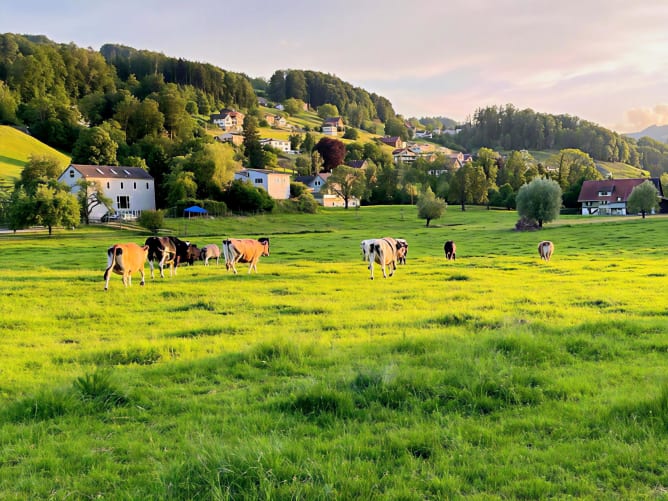 Dem Sonnenuntergang entgegen: Fast schon magisch wirkt es, wenn unsere Herdengemeinschaft im goldenen Licht der Abendsonne über die Weide zieht. Wer kann es ihnen verdenken? Ein magischer Moment, der zeigt, wofür wir das alles tun. Hier dürfen sie einfach frei und unbeschwert sein.