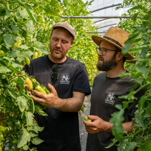 Michael & Raphael bei den Tomaten 