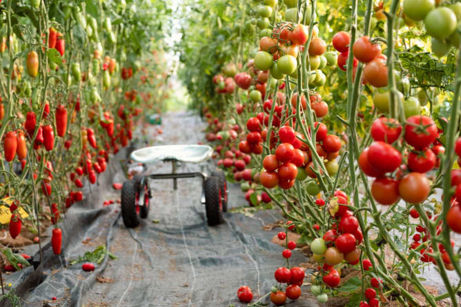 Tomaten in unserem alten Gewächshaus