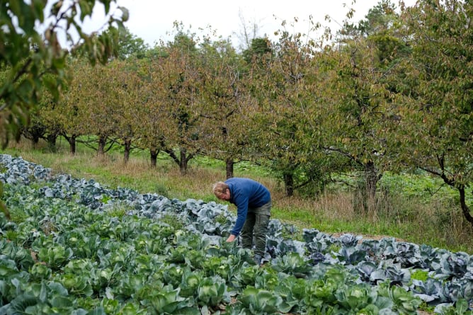 Nachhaltige Anbaumethoden auf unserem Biohof: Hier im Agroforst-System