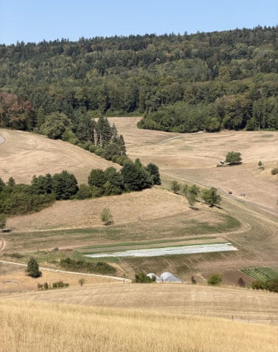 Elfingen, Sommer 2026: Die Dürre sorgt für massive Ernteausfälle