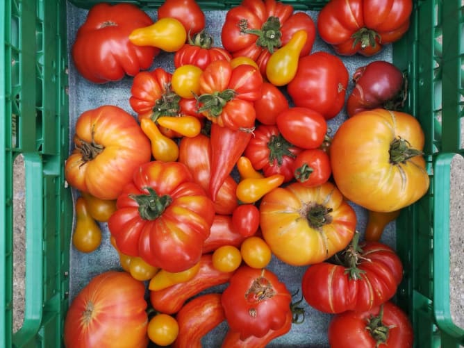 Wir bauen diverse aromatische Tomatensorten an