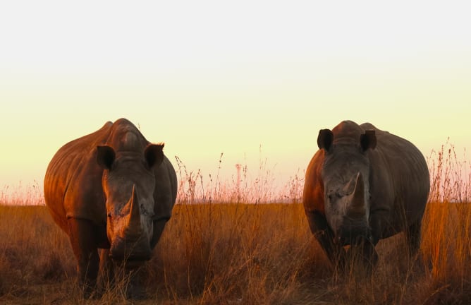 Weisse Nashörner, Südafrika (©Cecilia Guggisberg)
