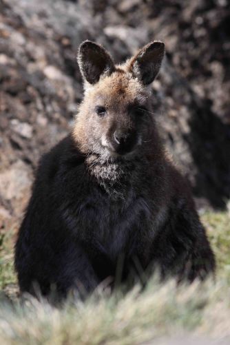 The wallaby – one of the leading actors in this project Content