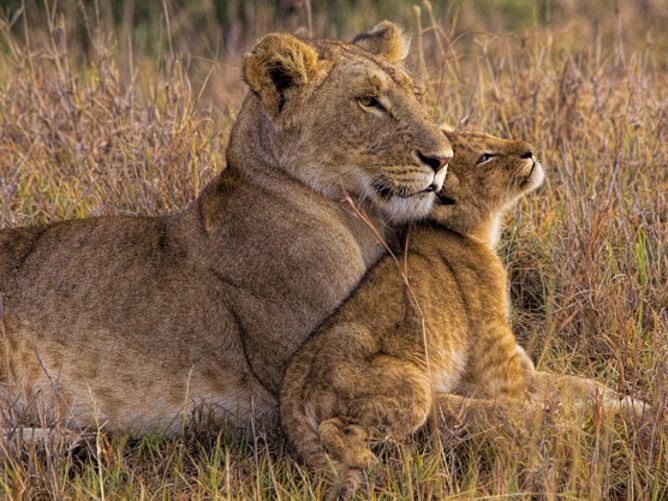 Opposits are fascinating. So it’s not a coincidence that I enrich the exhibition with warm pictures from the dry savannah in Kenya.