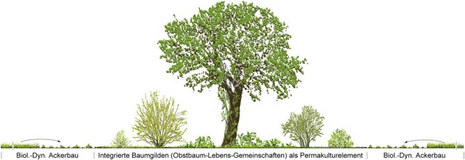Regelschnitt Waldgarten