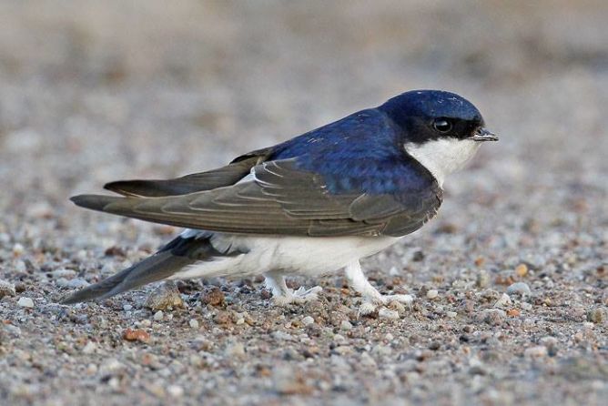 A house martin