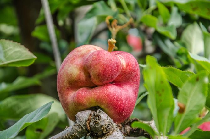 Unsere Apfelgesichter haben Charakter: von der Natur geformt bringen sie uns zum Schmunzeln. Überzeuge dich von ihren «inneren Werten» und trink eine Flasche MANA. Content