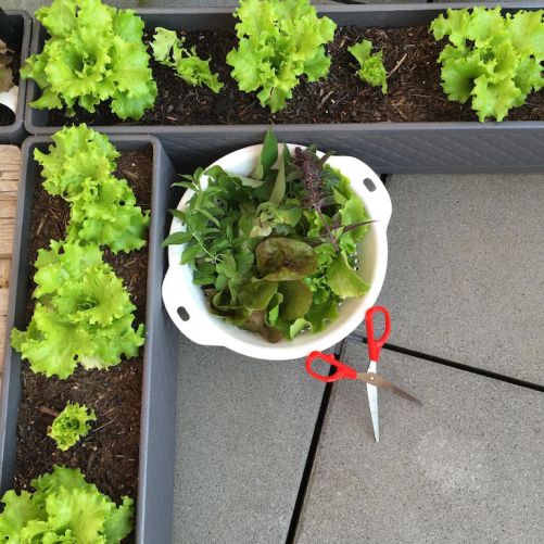 Der essbare Garten