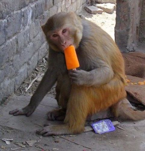 Le Monkey avec une Campari-Orange