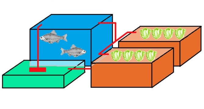 A small-scale aquaponic-system Content