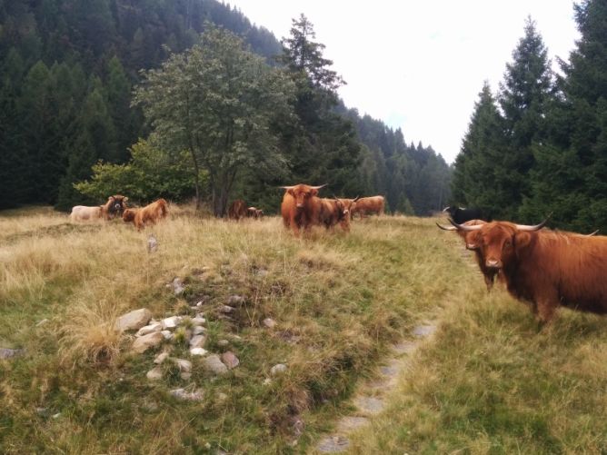 Hochlandrinder zur extensiven Beweidung