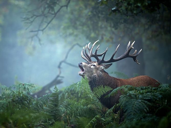 Le cri du cerf Content