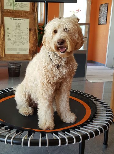 Maribel auf Praxistest um zu schauen, ob es bei mir hundetauglich ist ;-). Content