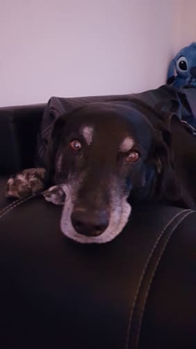 Sämi unser erst Hund.Wäre doch schön, wenn wie er, auch andere ein Zuhause finden würden. Content