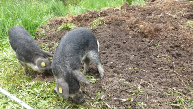 Wollschwein-Ferkel Content