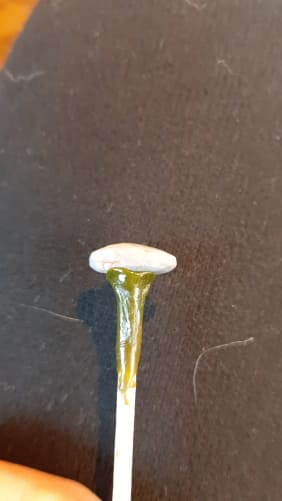 Opel en cours de taille . Posée sur un dopstik