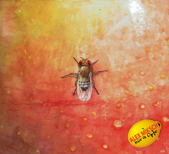 Nur a Opfe - Cover Artwork Content