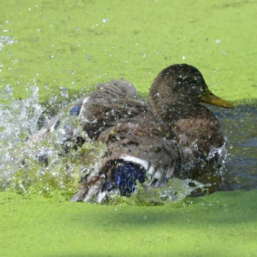 Le futur canard du Jardin des mineurs qui est trop heureux d'être un coup de coeur WeMakeIt Content