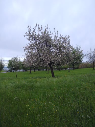 Letzte Blüten Content