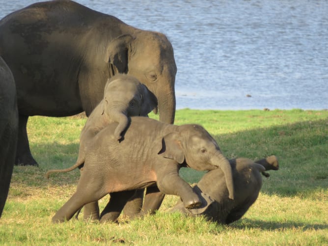 Verspielte Elefanten in Minneriya, Sri Lanka Content