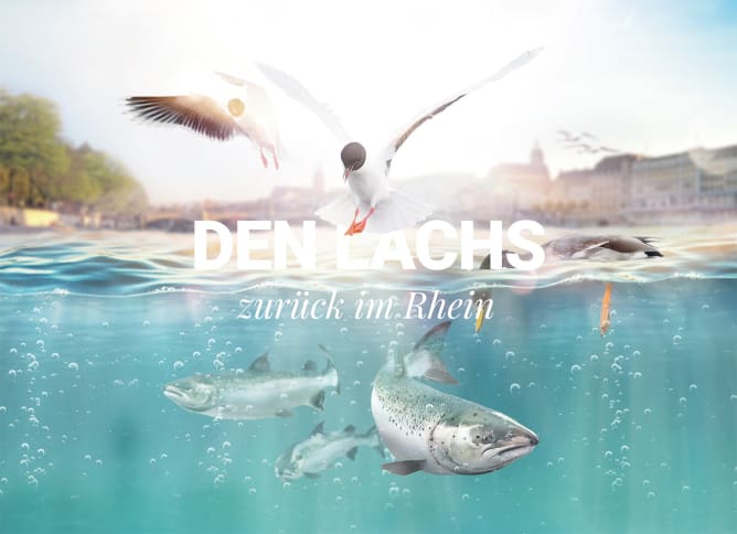 Den Lachs zurück im Rhein bei Basel