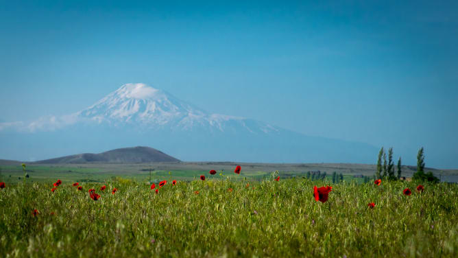Field of flowers, the mountain Ararat in the background Content