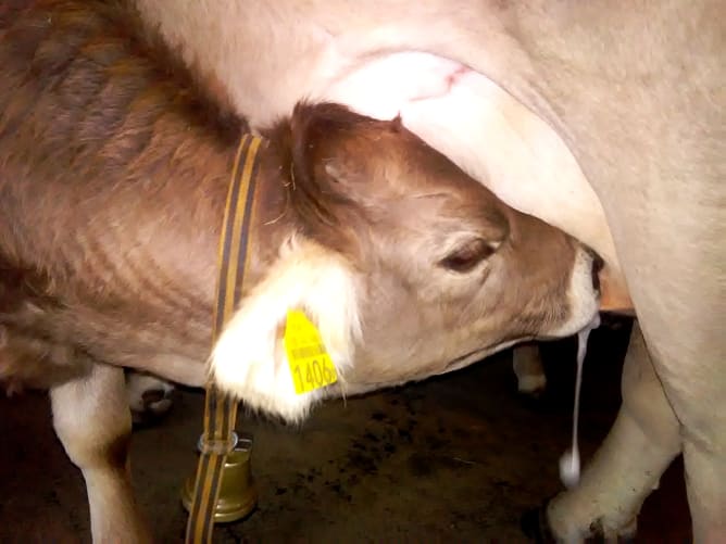 Nachhaltige und tierschutzgerechte Landwirtschaft Content