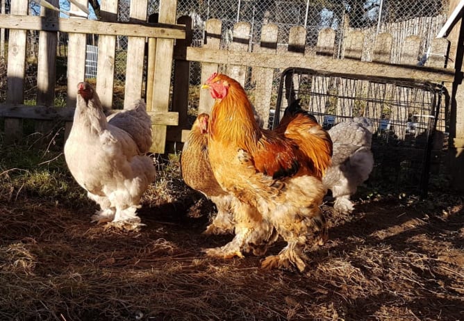 Riesenhühner - die Brahmas sind zu Besuch. Content