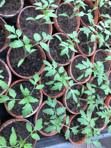 Wie du siehst werden unsere Tomatensetzlinge vor lauter Vorfreude auf den schönen Platz im Tunnel immer grösser💚🍅☀️👩🌾 Content