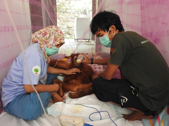 Two of our veterinaries are taking care of an orangutan in need at the quarantine and rehabilitation station.