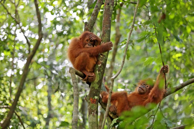Our goal: to reintroduct healthy orangutans into a protected area.