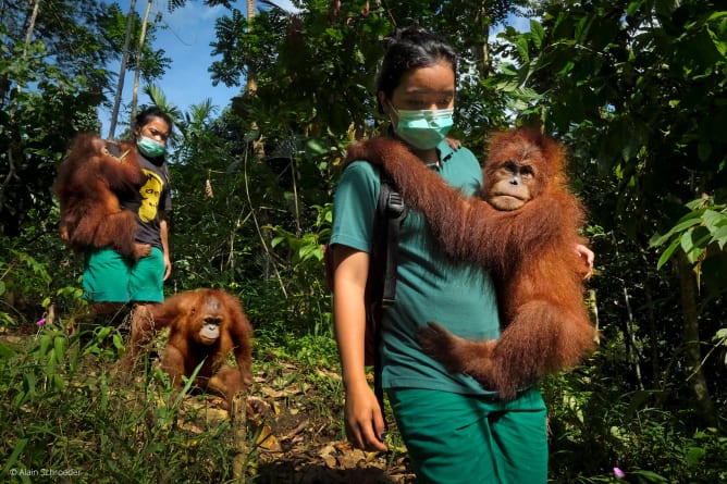 Human diseases can be contagious to orangutans. Therefore it is essential to wear masks, not only during the Corona crisis.