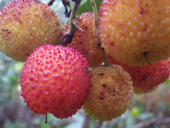 Medronho, Erdbeerbaum