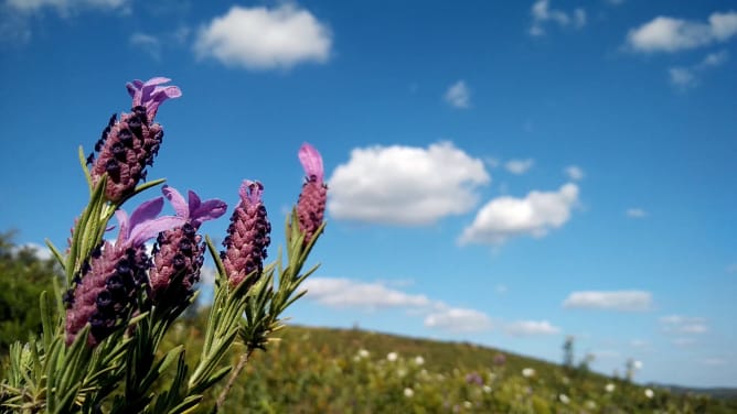 Lavandula Stoenchas