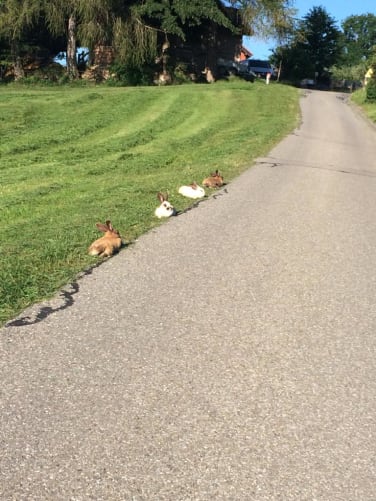 Y’a pas le feu au lac... de toute façon on a déjà l’accès au jardin ! !