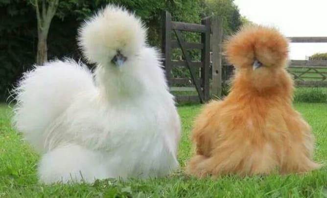 Une jolie petite poule... Content