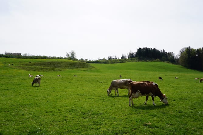 Unsere Kühe auf der Weide